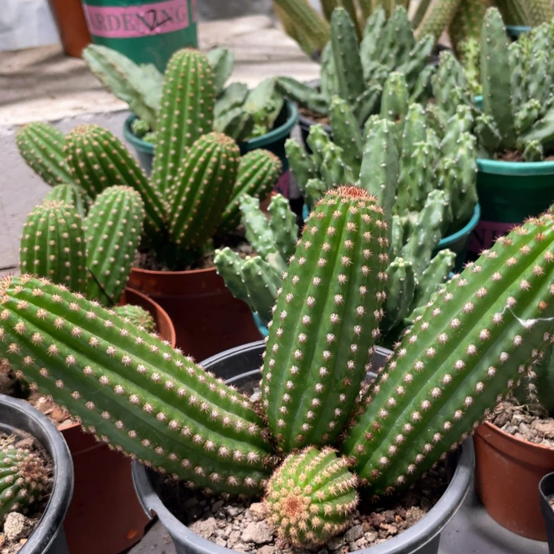 群生金1多头一物一拍226