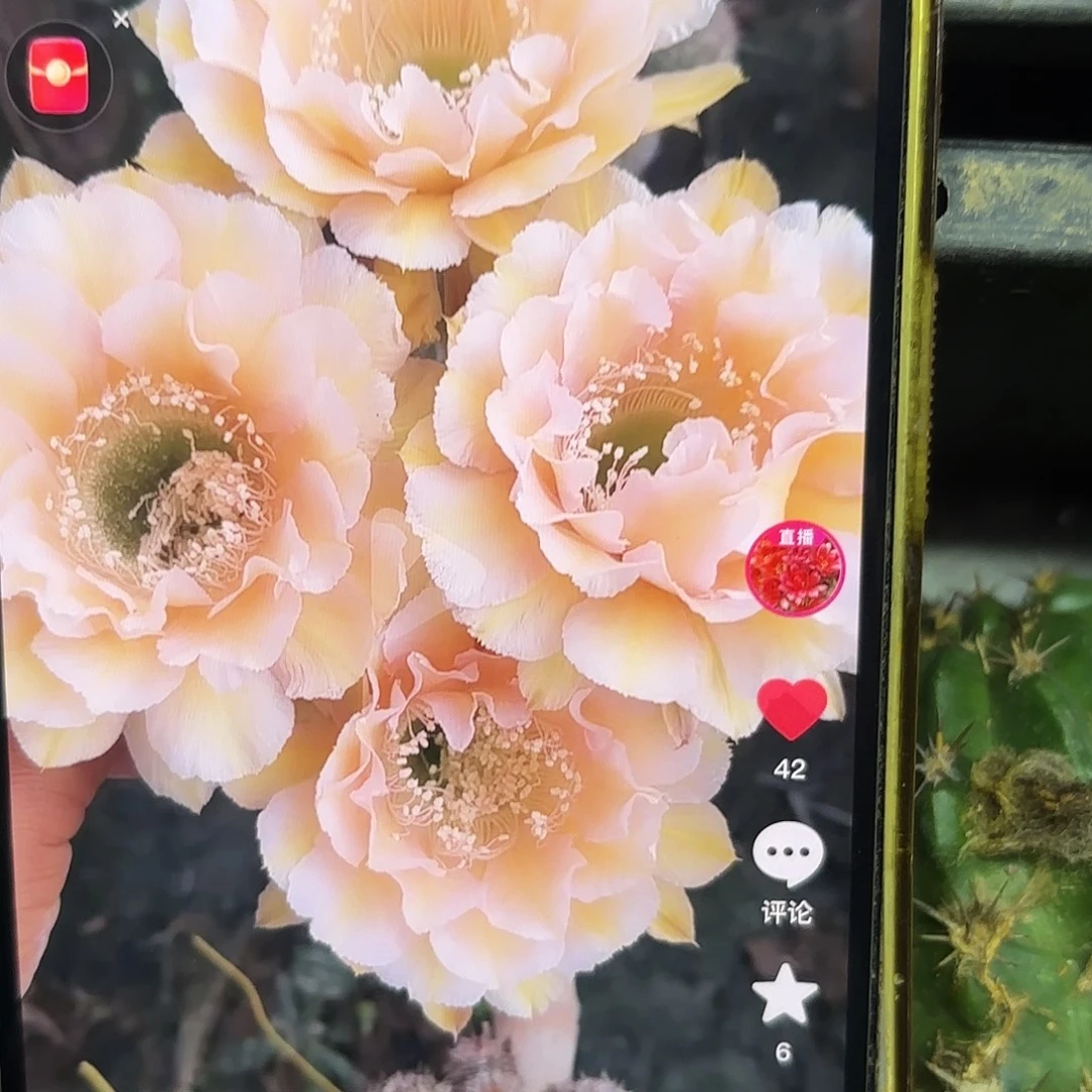 16-18彩侧牙20包邮28