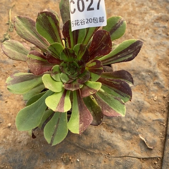 027圆叶花脸多肉植物