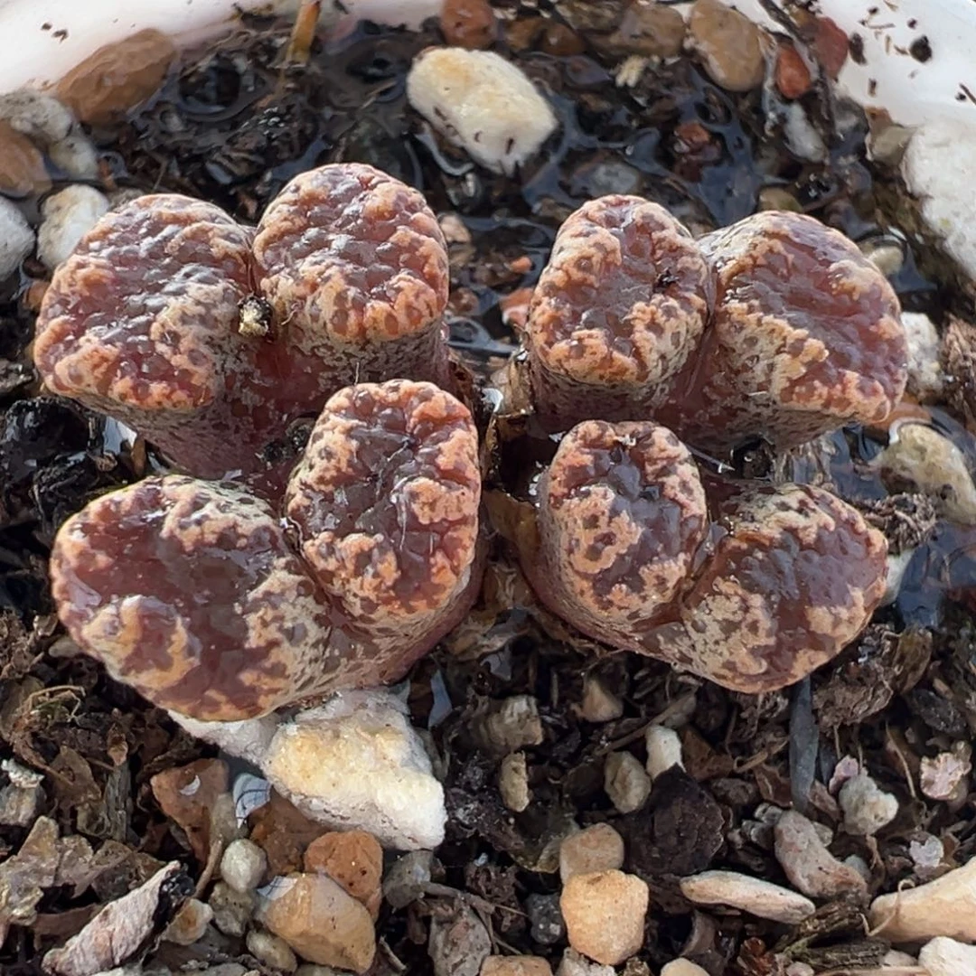 061多肉植物种类多样