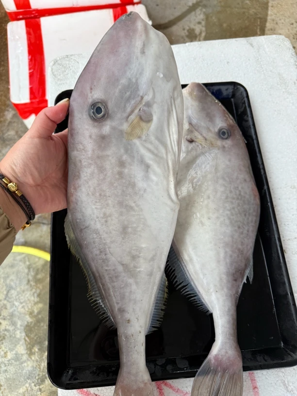 新鲜海鱼 剥皮鱼 大条扒皮鱼