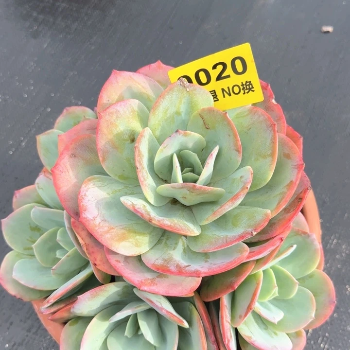 20号无砍圆叶血凤群生