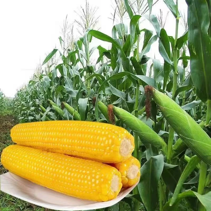 黄玉.米种子四季可播种耐寒耐热种植