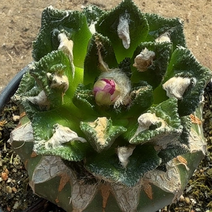 无花朵苗接勃氏529