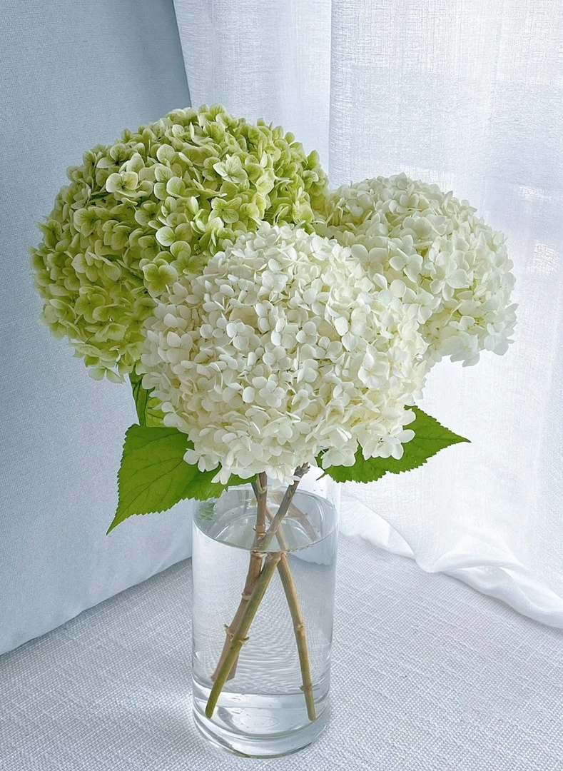 （柏查推荐）安娜绣球鲜切花可做干花懒人花材