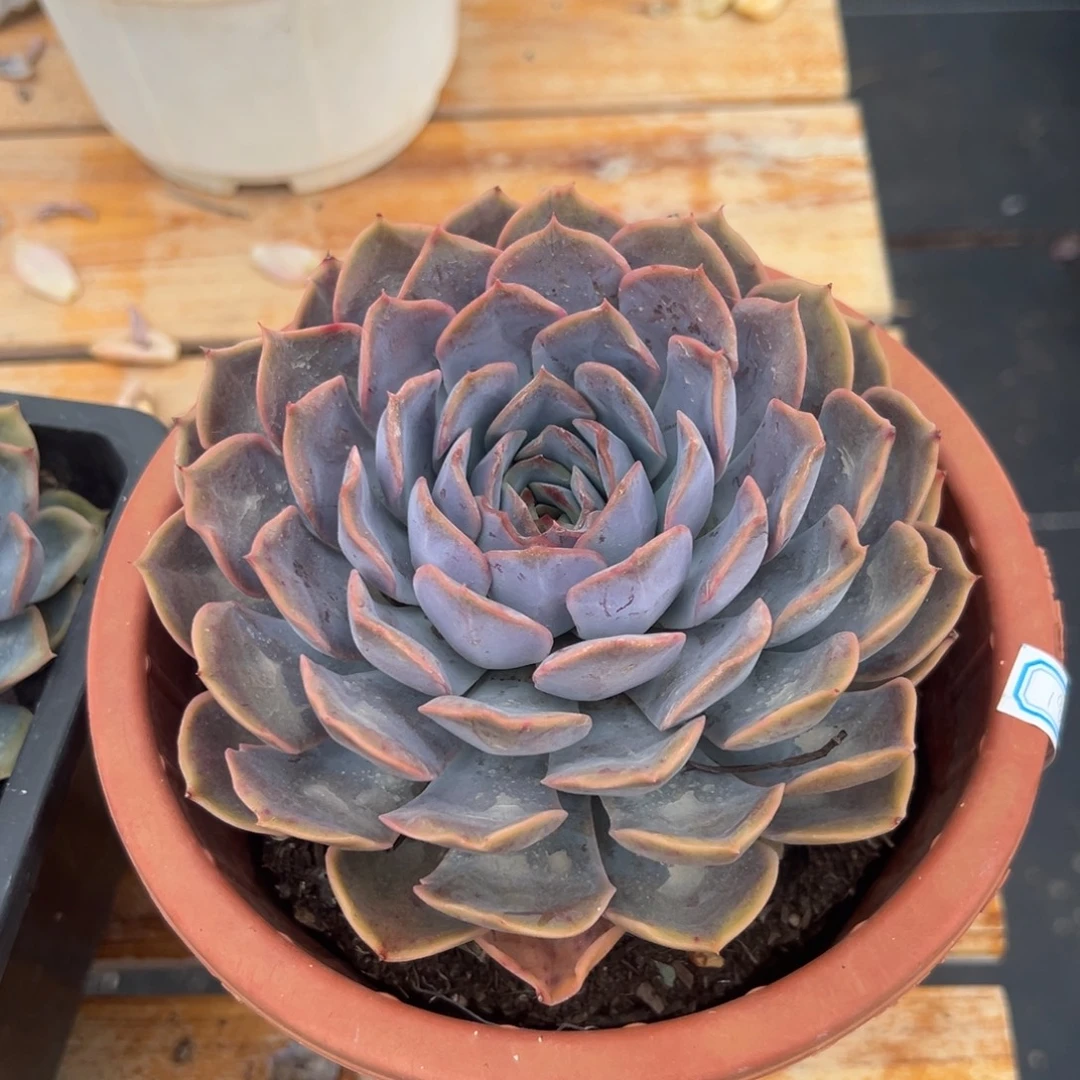 多肉植物单头菲欧娜