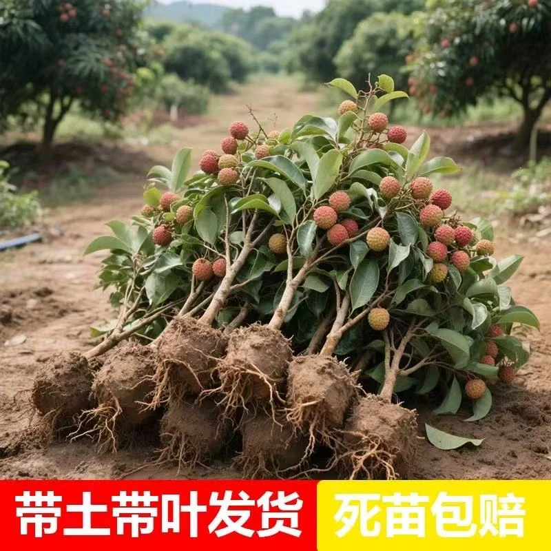 嫁接荔枝树苗桂味正宗荔枝苗带有桂花香优质种苗盆栽地栽当年结果