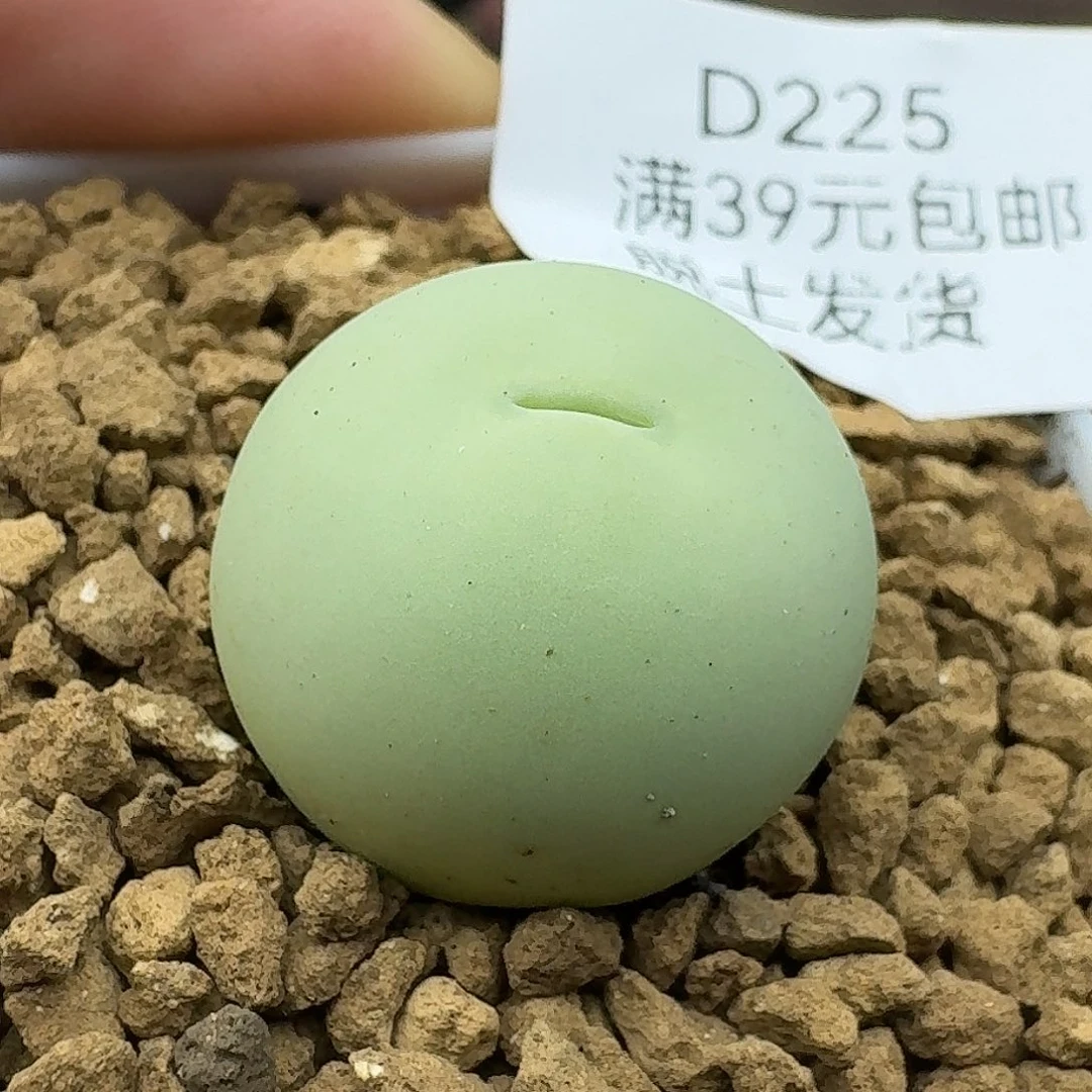 225多肉哈哈哈哈哈