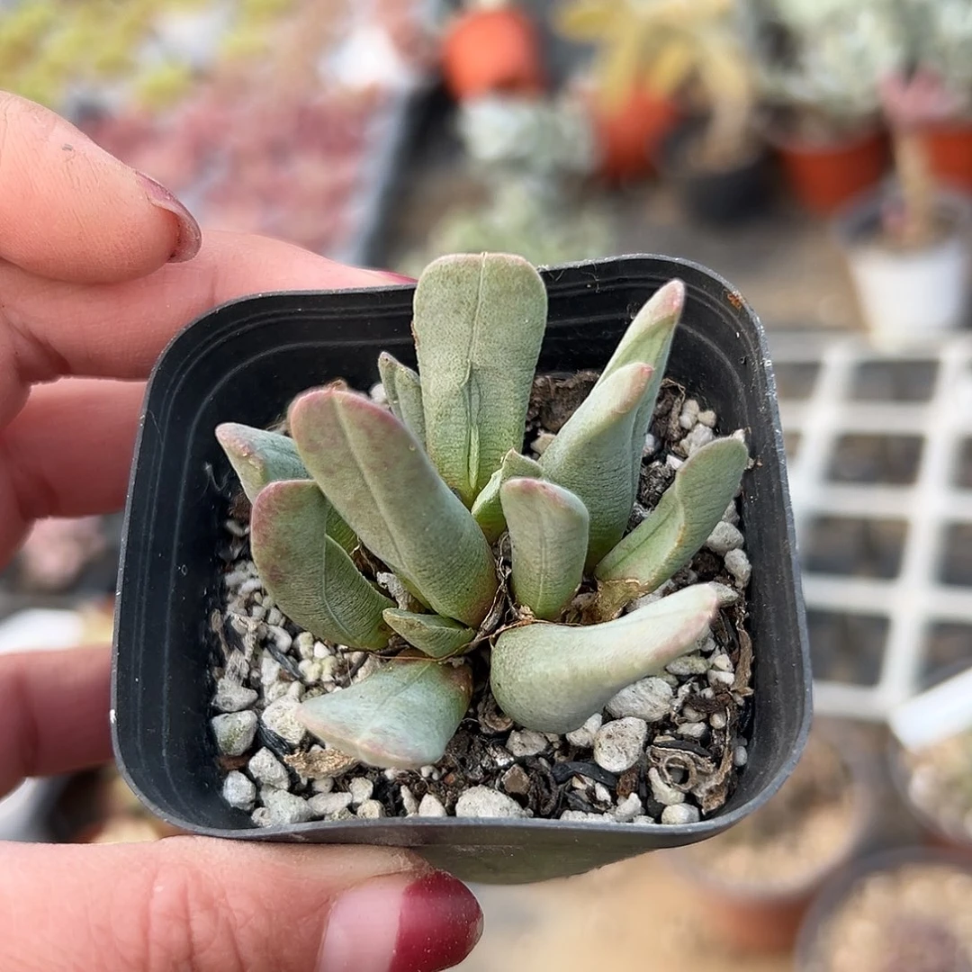 多肉植物多肉植物