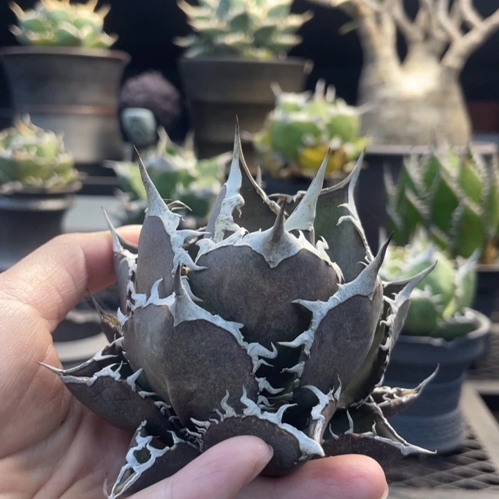 【闪购商品】橙火。