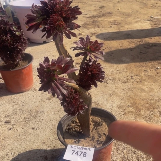 7478，凑单不包邮黑法师瑕疵