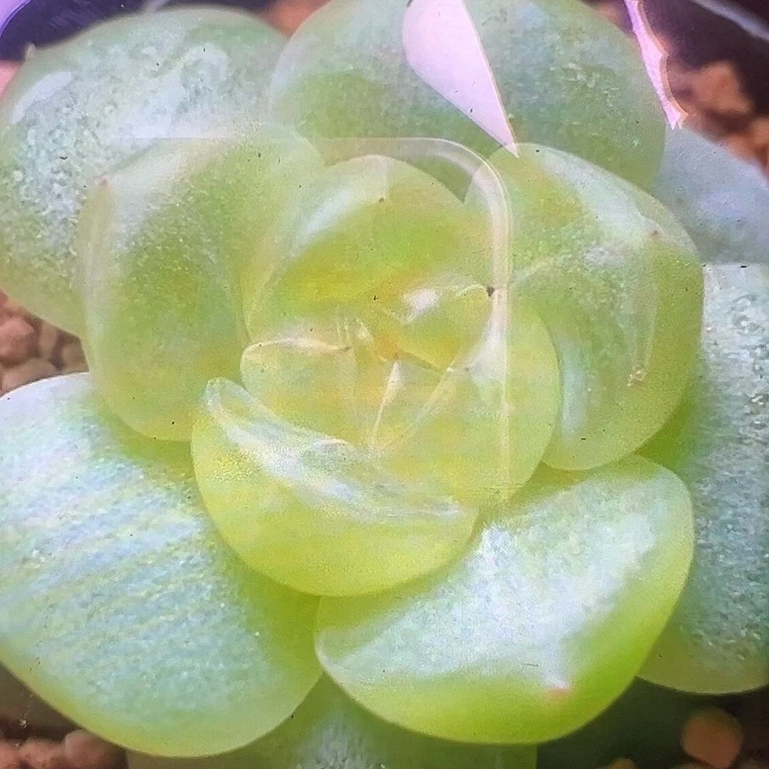 初露珍妮状态图。