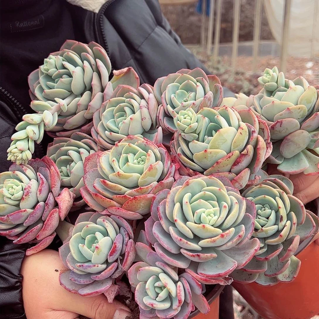 白月光三头起三盆