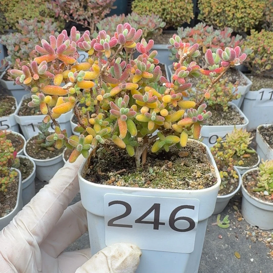 246红叶枝干一物一拍