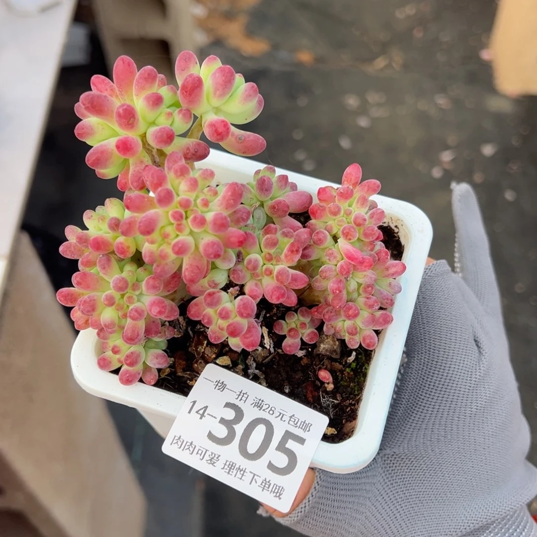 果冻乙女心缀多肉多肉多肉多肉