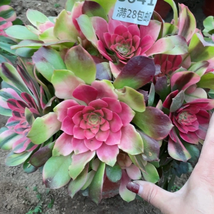 3641一号棚雅典娜