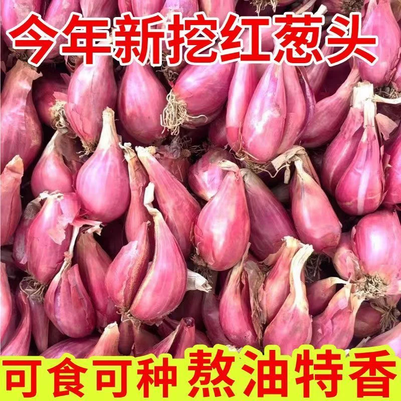 云南新鲜干红葱头小香葱可种盘栽做葱油四川广东包邮阳台种植