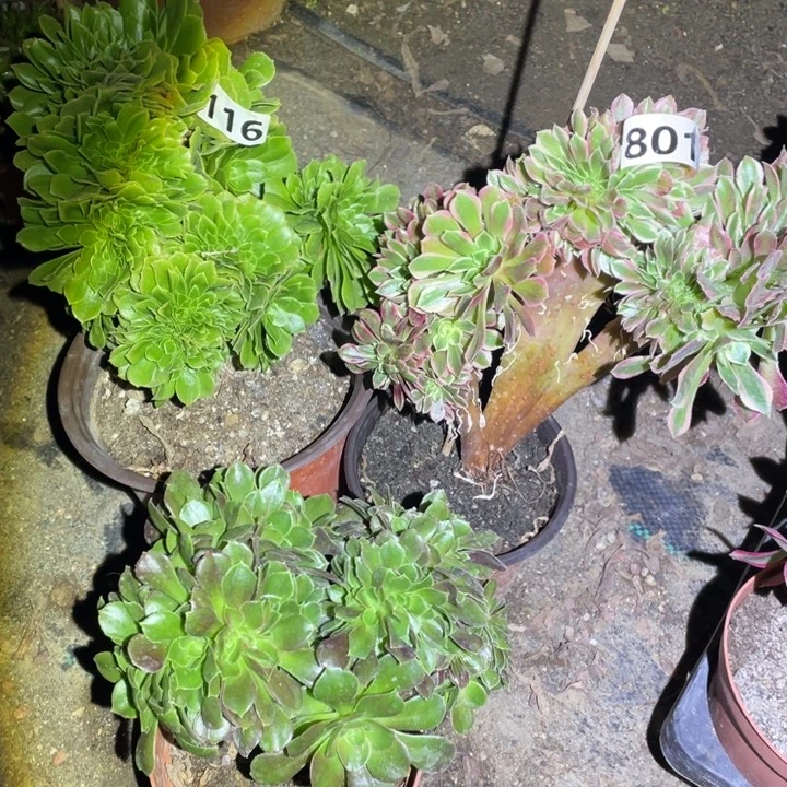 801号3颗小缀组合法师