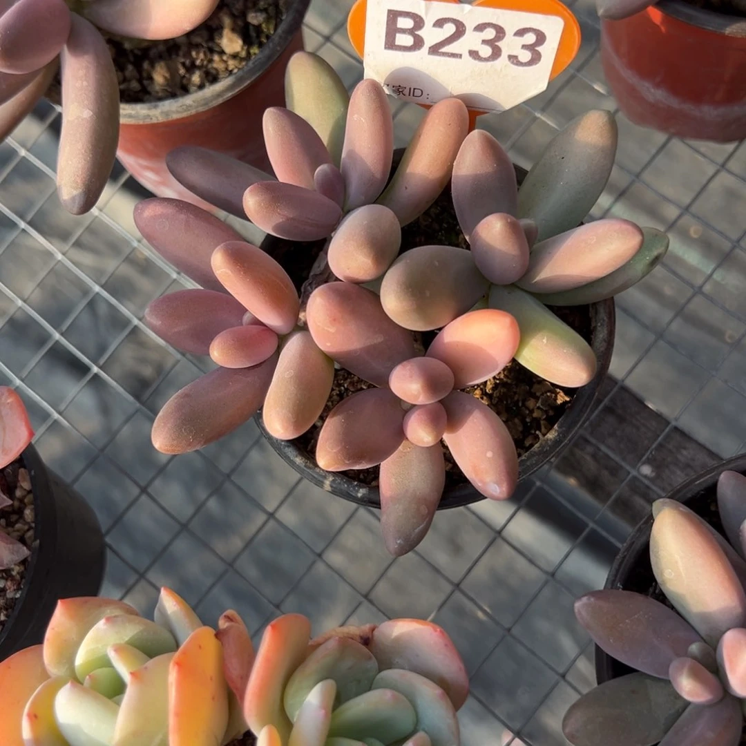 九*三b233多肉植物啊啊啊