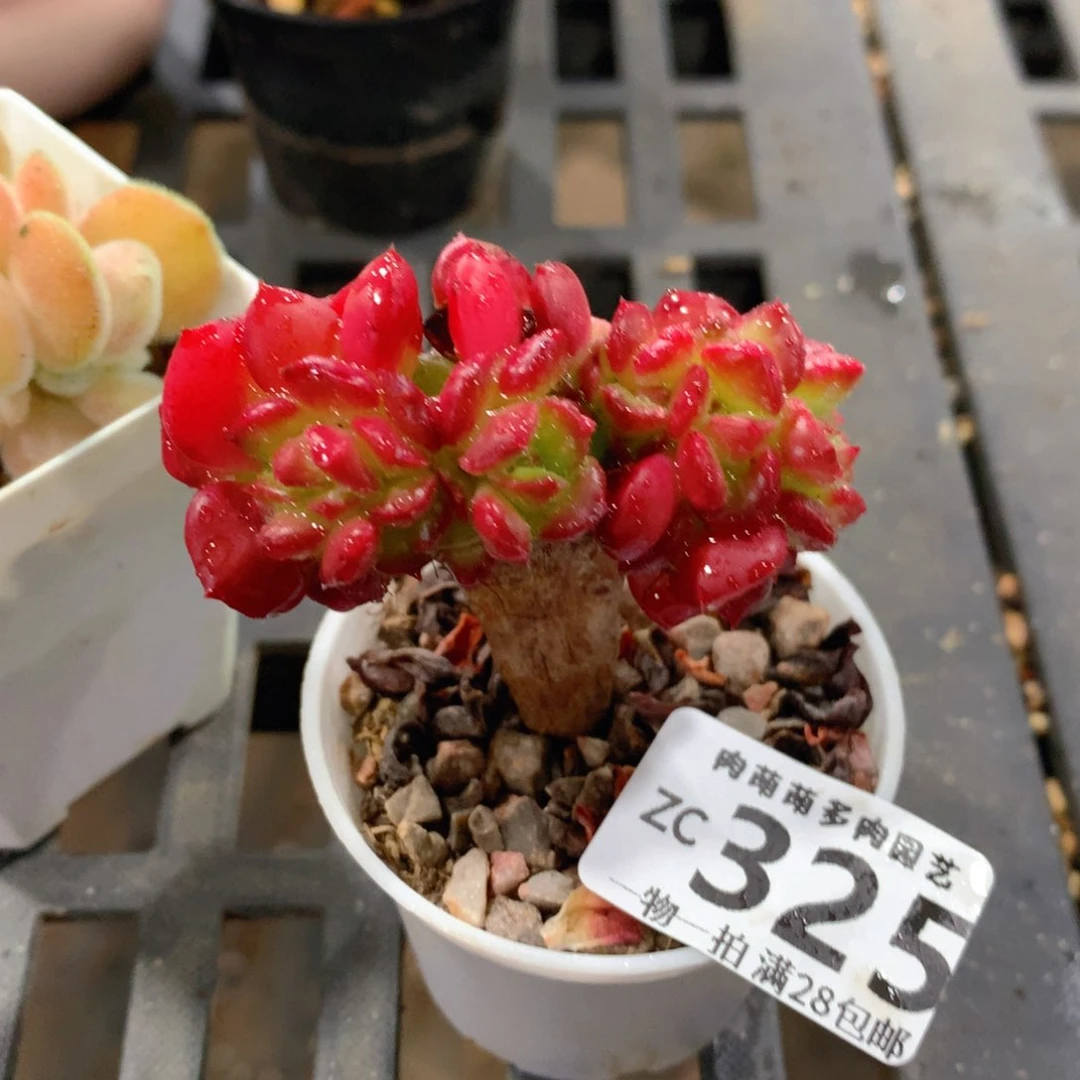 肉萌萌拇指盆精控多肉ZC325