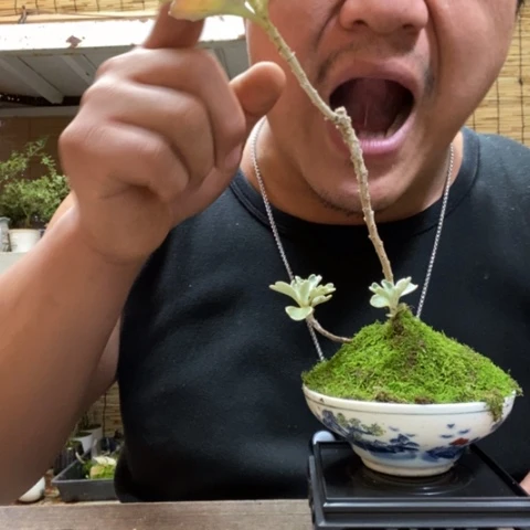 红陶一物一拍所见即所得258