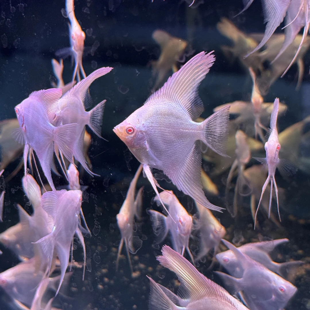 明天甄选｜黄蜻蜓神仙鱼热带淡水观赏鱼皮实耐活