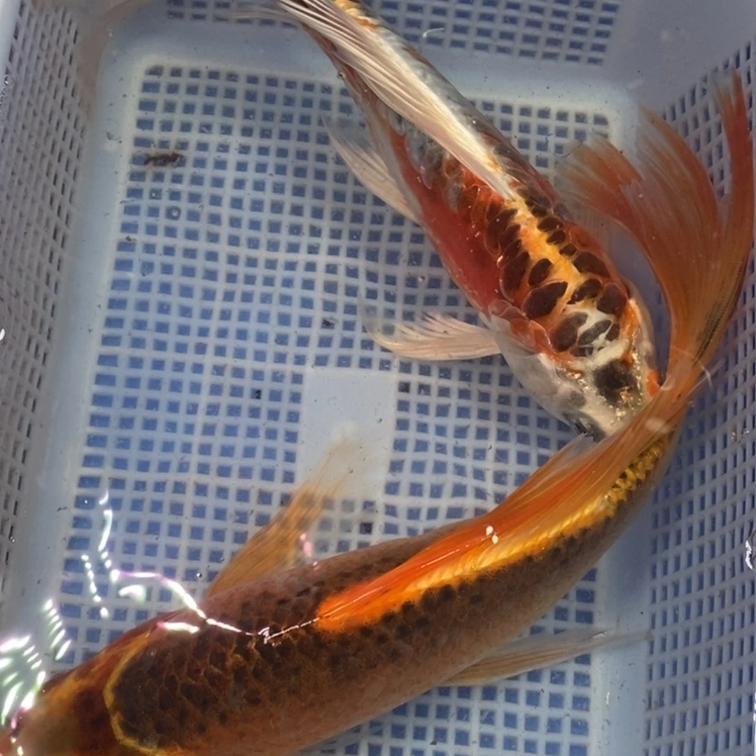 锦鲤冷水锦鲤包邮
