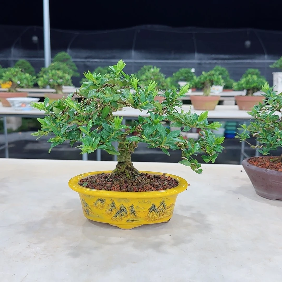 当前无花栽培后可以开花梧****风