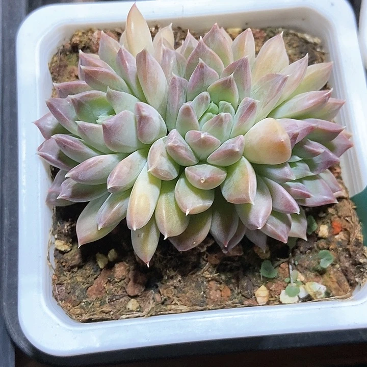 多肉植物慕斯美人1546