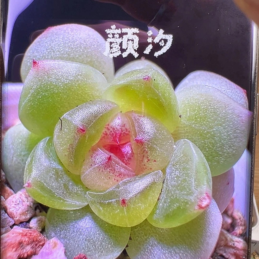 颜汐状态图。
