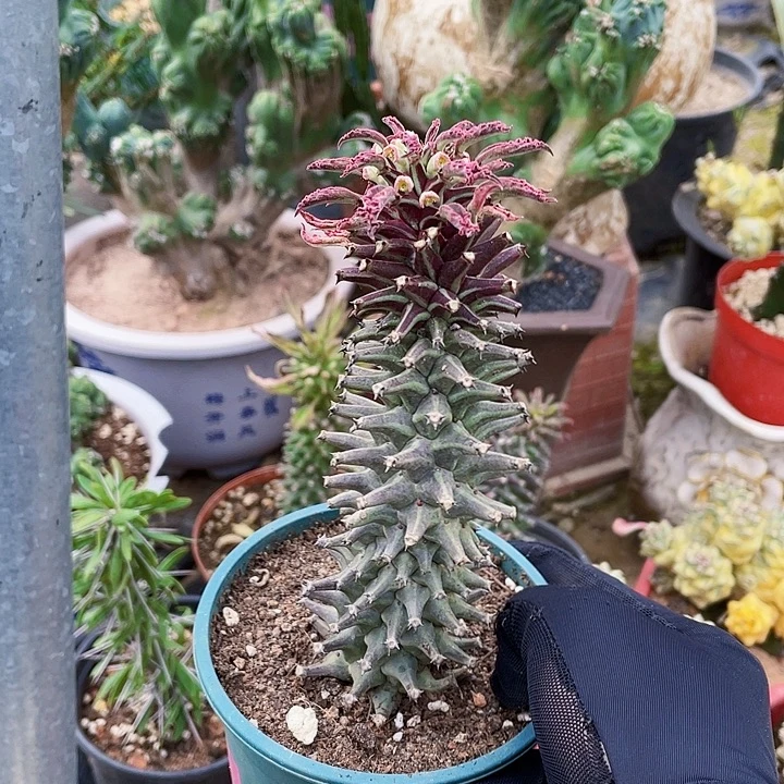 完全开放紫纹龙带盆土13cm