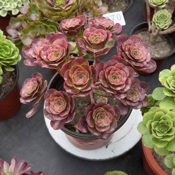 卡***娘多肉植物等多种270