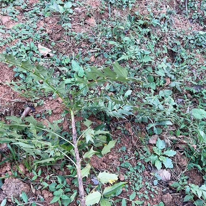 黎***明完全开放刺莲一颗