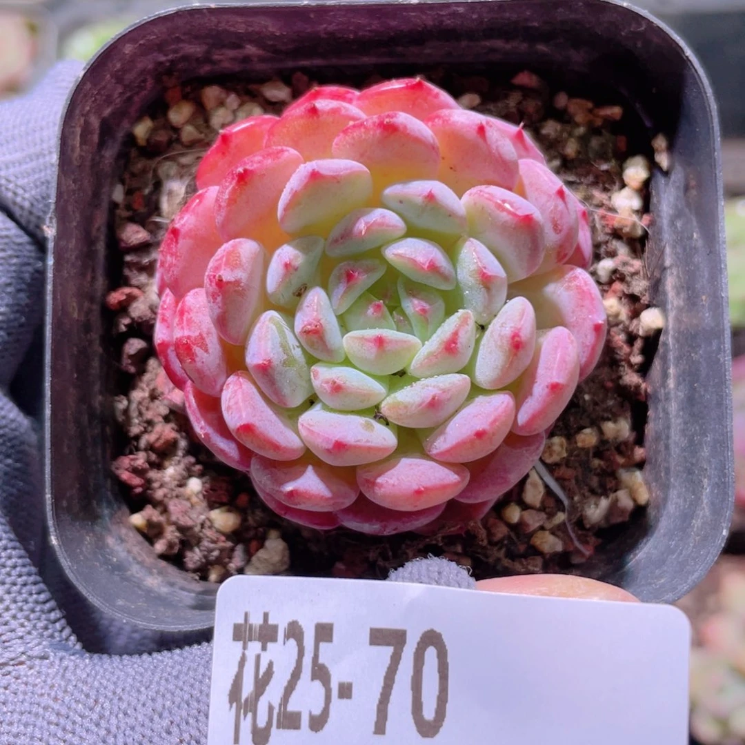 花利美25-70哈尼