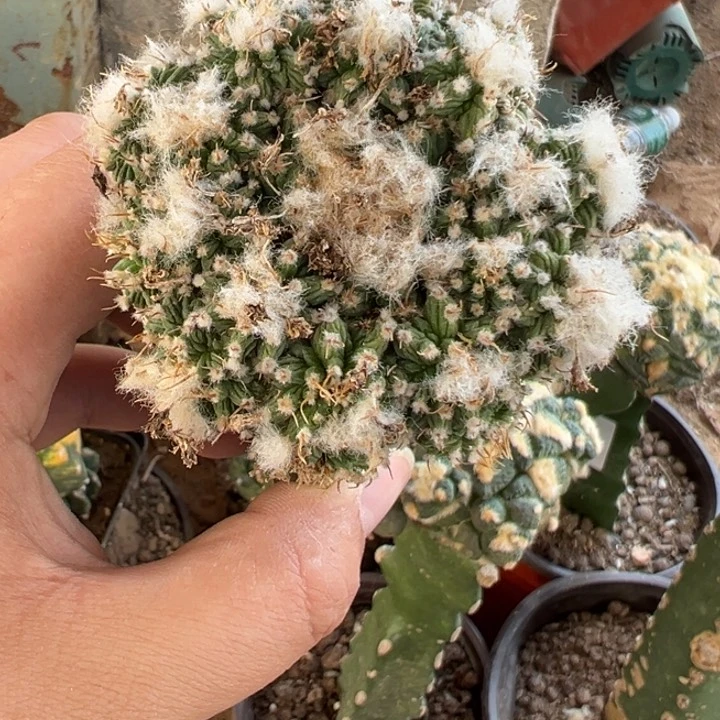 那****美老花笼仙人球2042号