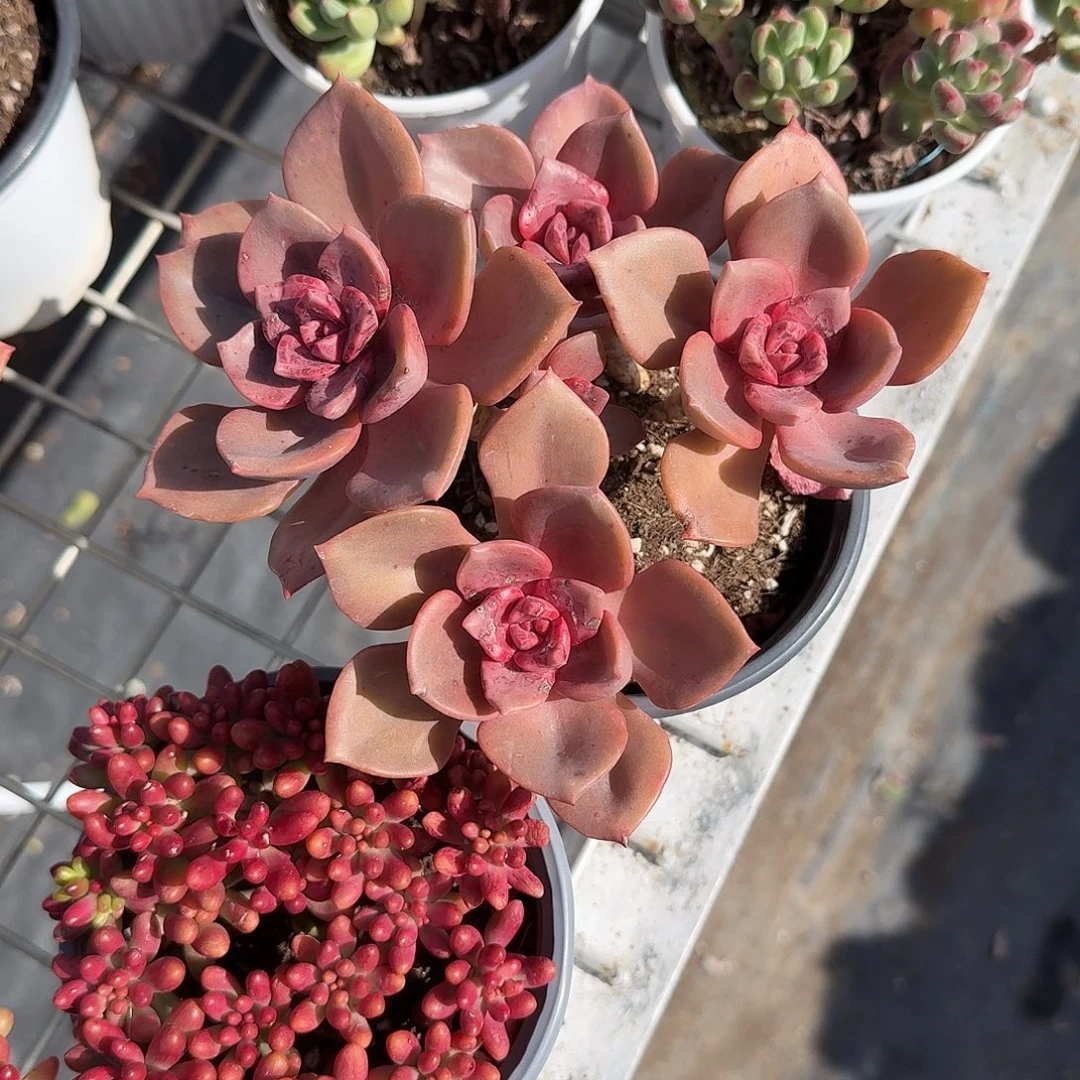 琉璃盏多肉植物精品