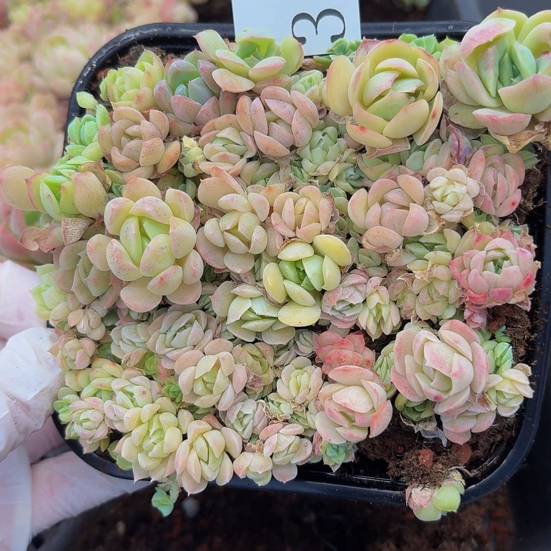 多肉植物多肉植物376