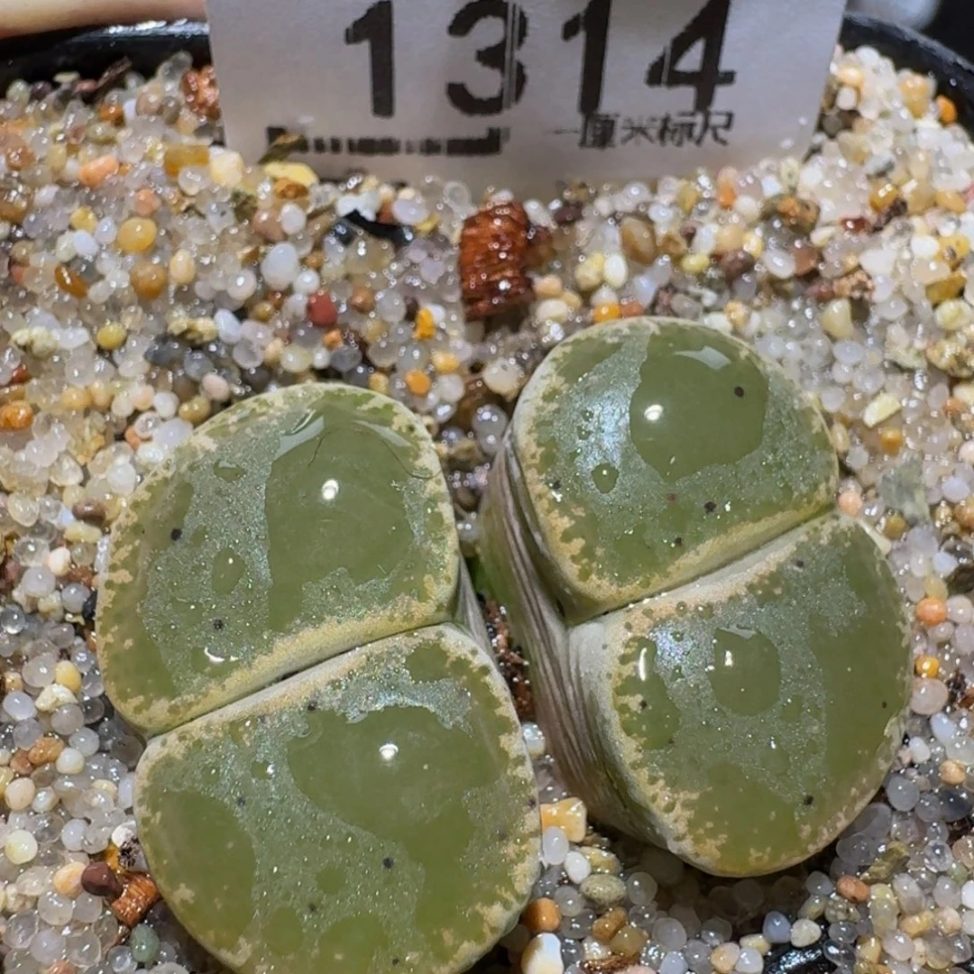 zzzz生石花肉锥1314