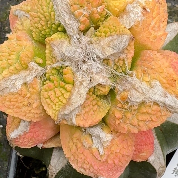 大***哥无花朵苗接龟甲怒锦485