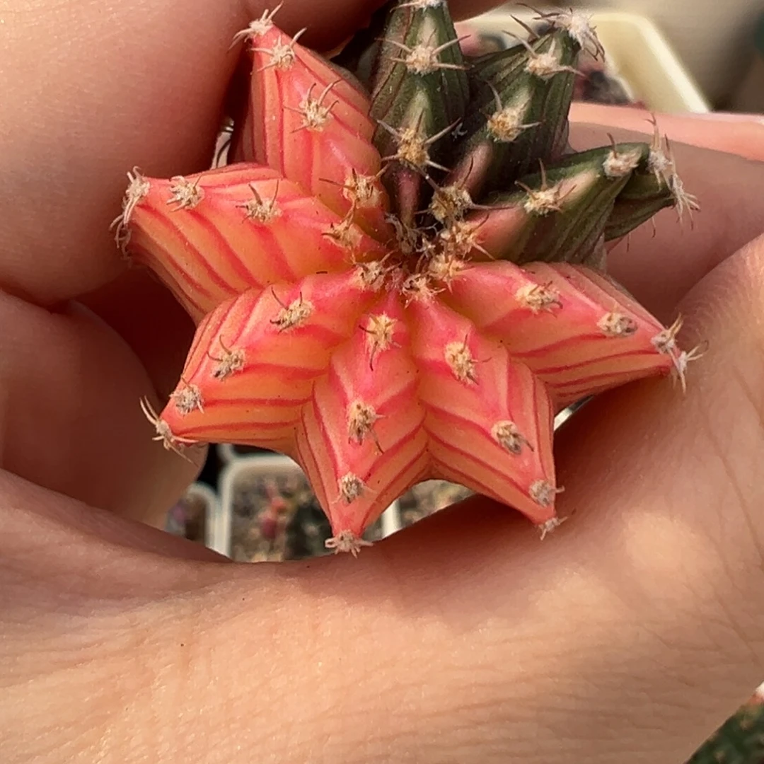 130 好看的米哈，冲冲冲
