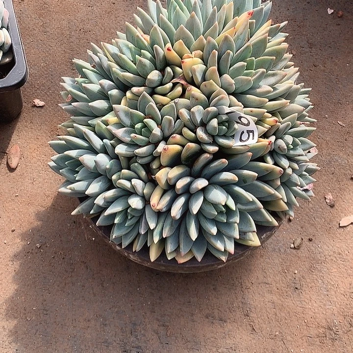 195小红蛋一物一拍多肉