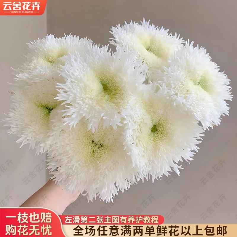 【云舍花卉】伊特斯科【白色面包菊】全场任意满两单及以鲜花上包邮