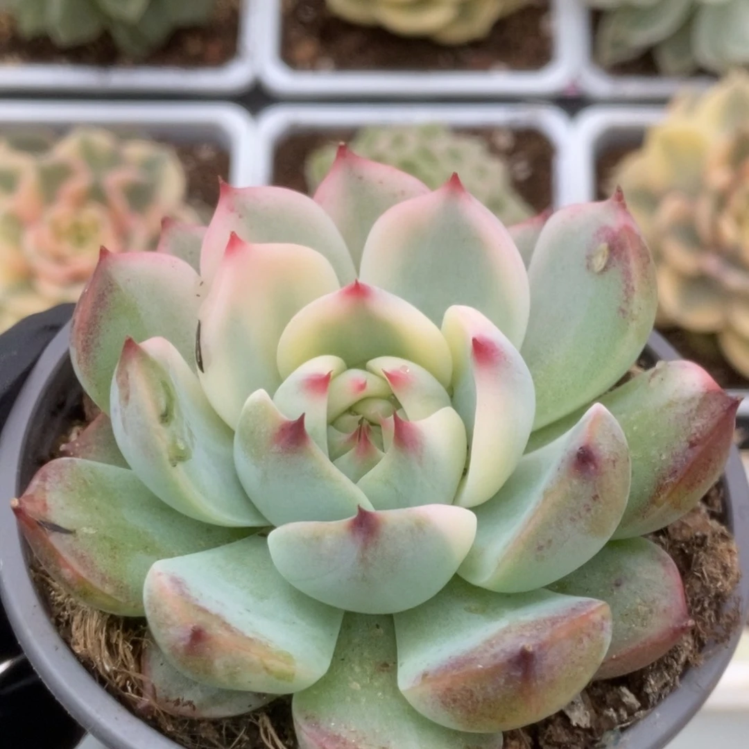 475锦锦锦锦锦锦锦锦锦