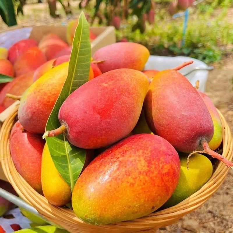 【海南贵妃芒】现摘红皮芒果皮薄核薄无丝香甜非凯特芒金煌芒
