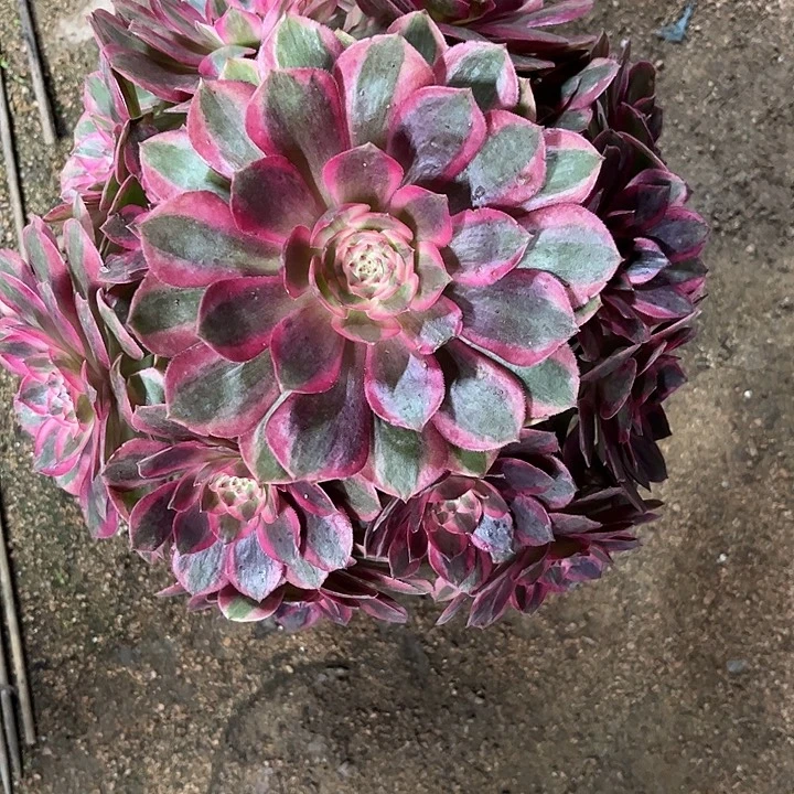 多肉植物云荷锦…………