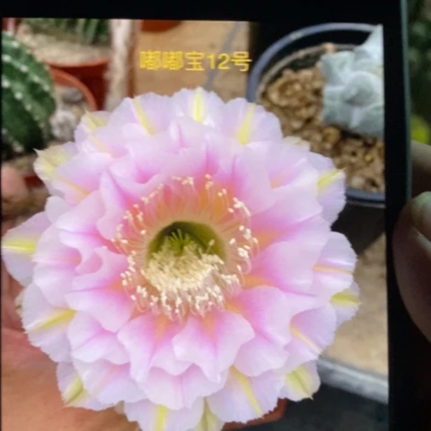无花朵12 号彩草仙人球侧芽1.5