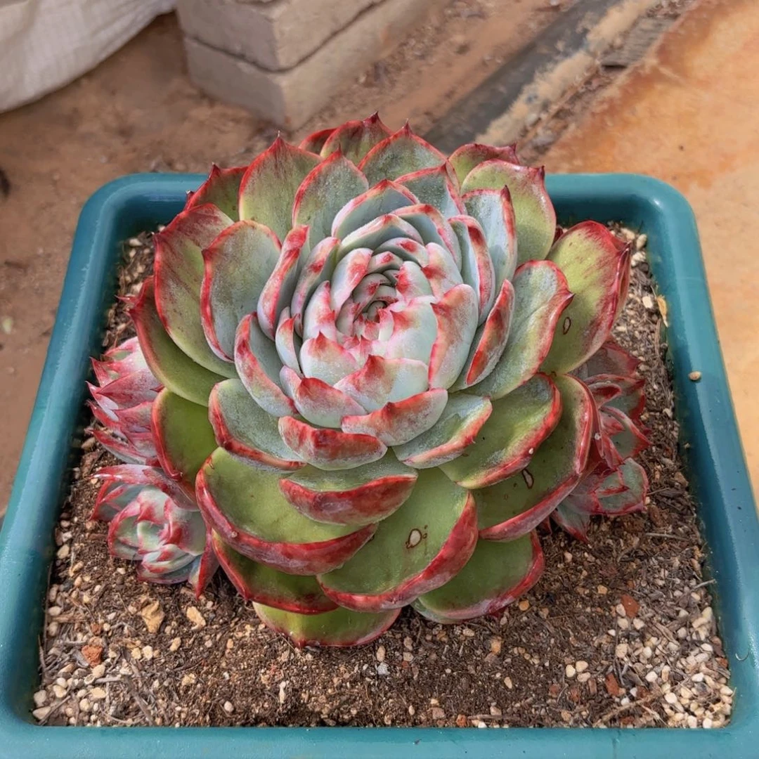 惊鸿仙子，六头，，，