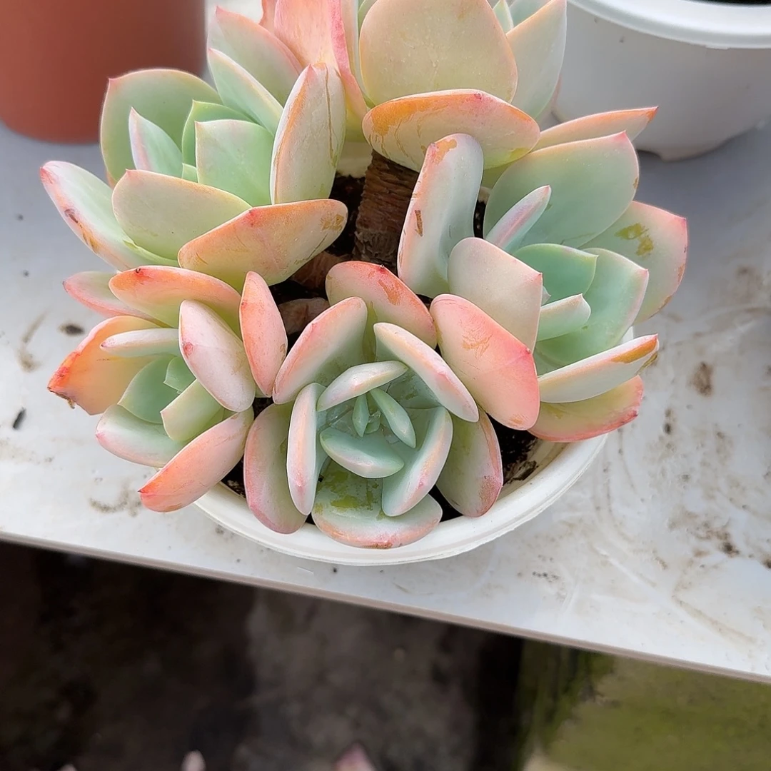 瑾***～白凤多肉植物一颗