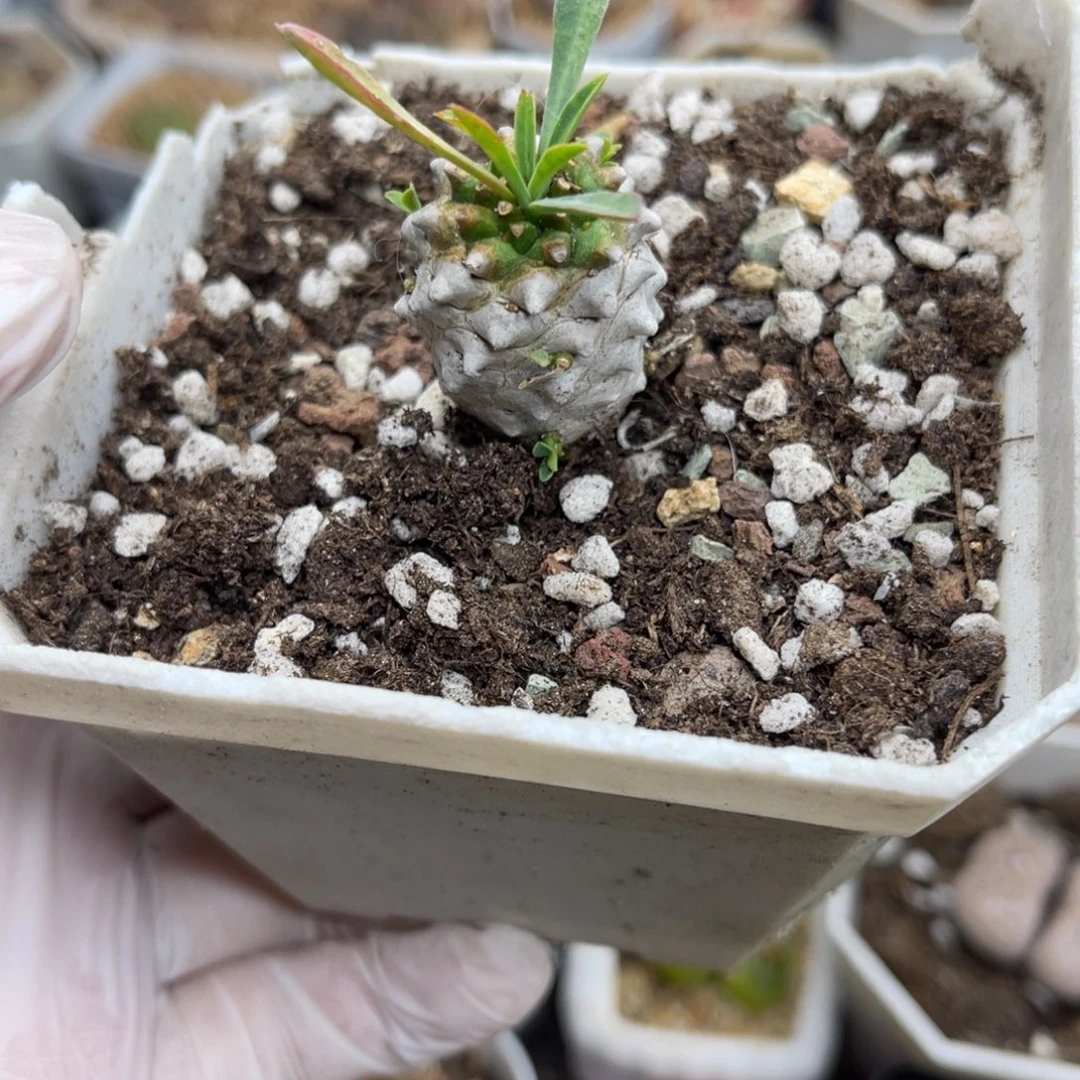 多肉植物一物一拍30