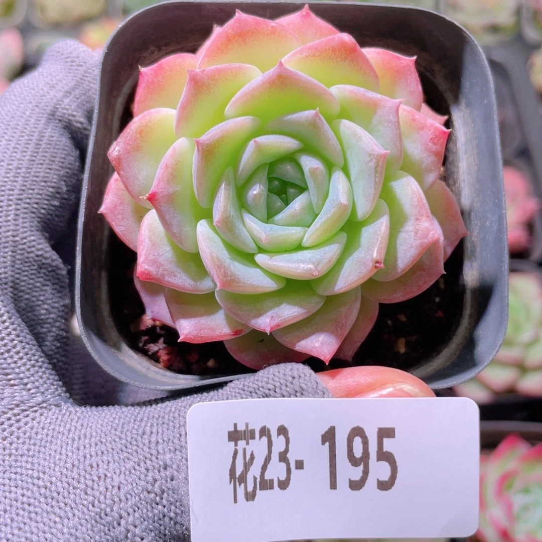 花利美23-195纯爱